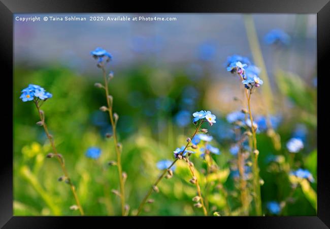 Blue Flowers of Forget-Me-Not or Myosotis  Framed Print by Taina Sohlman