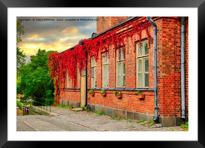 Old Brick Building with Virginia Creeper at Autumn Framed Mounted Print by Taina Sohlman