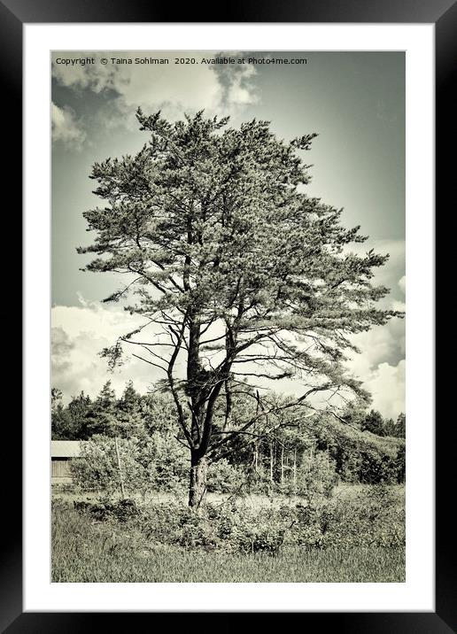 Old Times Pine Tree Framed Mounted Print by Taina Sohlman