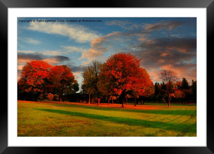 Golden Hour Leaves on Fire  Framed Mounted Print by Taina Sohlman