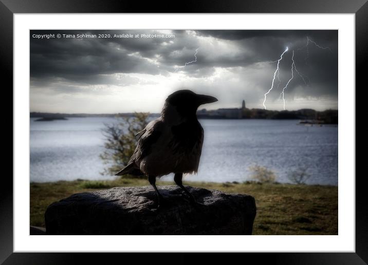 The Mysterious Hooded Crow Framed Mounted Print by Taina Sohlman