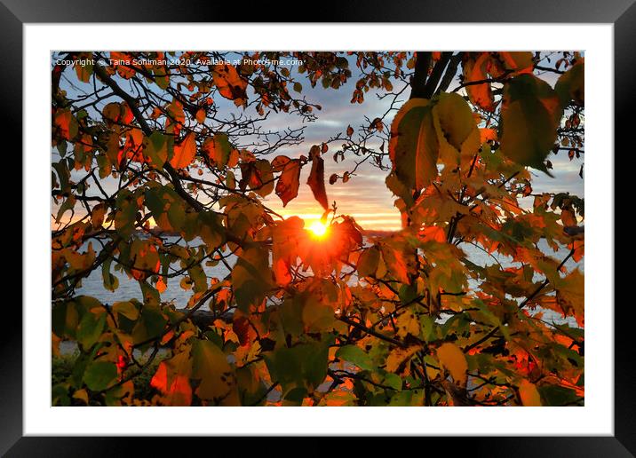 Rising Sun Through Foliage Framed Mounted Print by Taina Sohlman