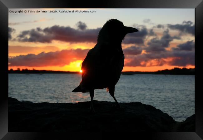 Sunrise with Hooded Crow Framed Print by Taina Sohlman