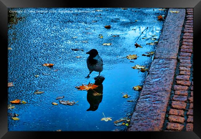Little Crow on Rainy Morning Framed Print by Taina Sohlman