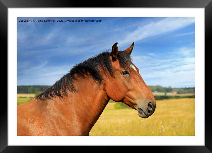 Beautiful Bay Horse in the Summer Framed Mounted Print by Taina Sohlman