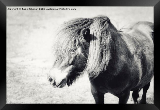 Portrait of a Beautiful Pony  Framed Print by Taina Sohlman