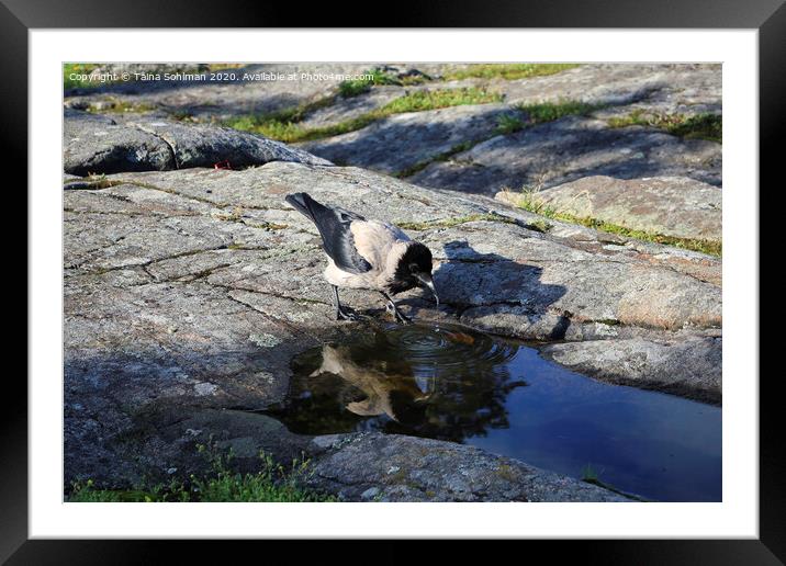 Mirror Mirror Who's The Fairest of All Crows? Framed Mounted Print by Taina Sohlman