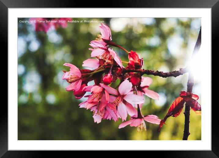 Pink Cherry Blossoms  Framed Mounted Print by Taina Sohlman