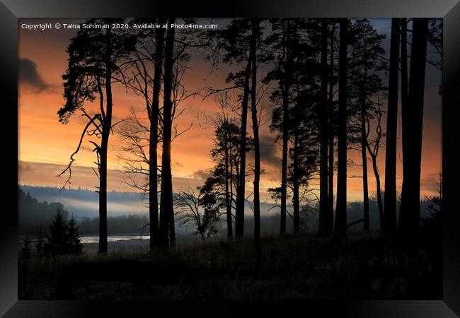 Sihouetted Pine Trees at January Sunset  Framed Print by Taina Sohlman