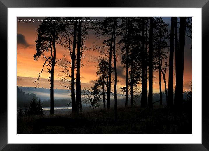 Sihouetted Pine Trees at January Sunset  Framed Mounted Print by Taina Sohlman