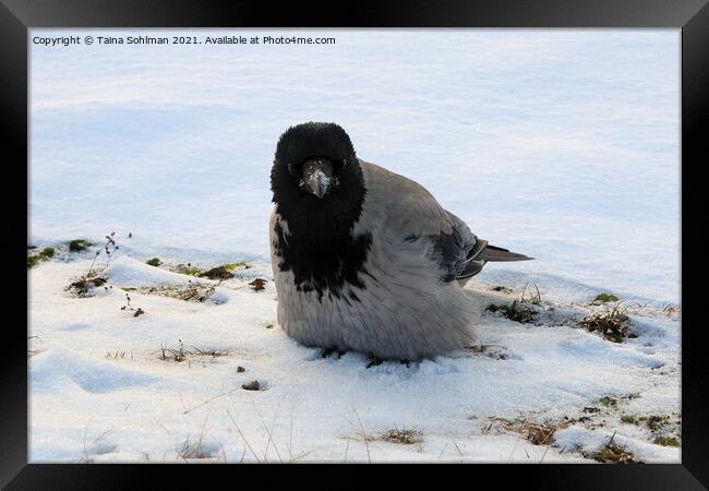 Young Hooded Crow Fluffing up Feathers in Snow Framed Print by Taina Sohlman