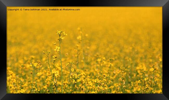 Yellow Rapeseed Field with Rapeseed Flower Framed Print by Taina Sohlman