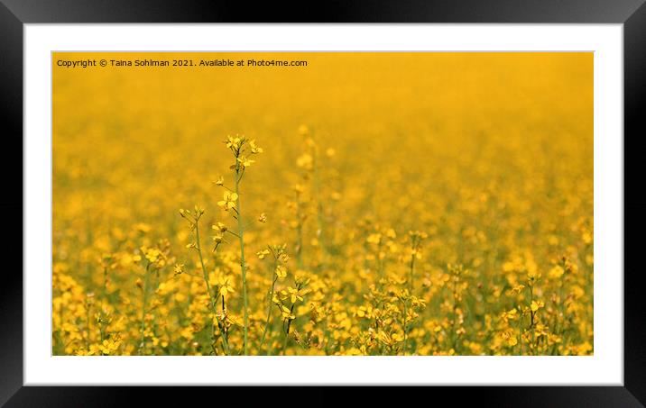 Yellow Rapeseed Field with Rapeseed Flower Framed Mounted Print by Taina Sohlman