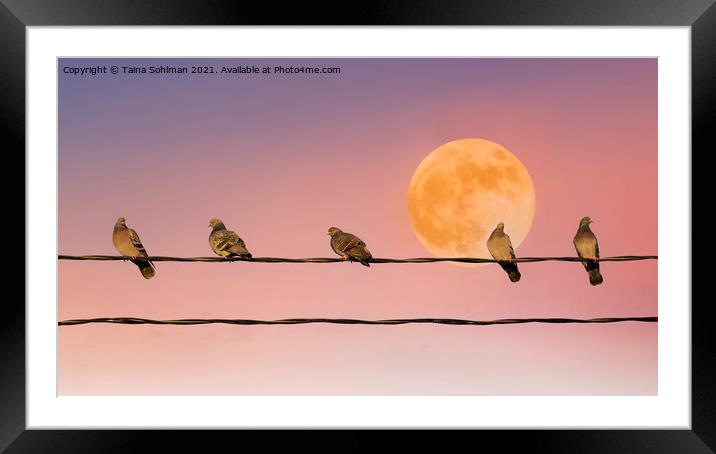 Pigeons with Full Moon Framed Mounted Print by Taina Sohlman