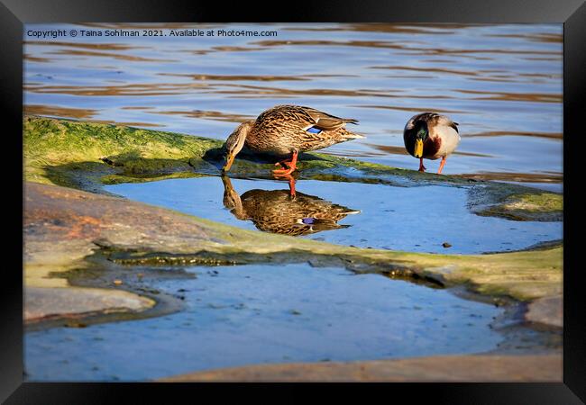 Two Mallards With Reflection Framed Print by Taina Sohlman