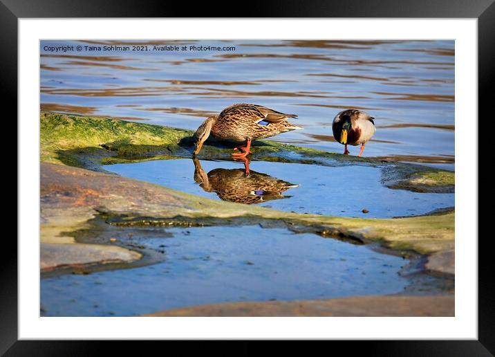 Two Mallards With Reflection Framed Mounted Print by Taina Sohlman