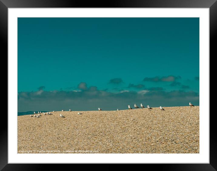 Seagulls (Gulls) waiting at the top of the pebbled tombolo of Chesil beach, Dorset, England, UK Framed Mounted Print by Mehul Patel