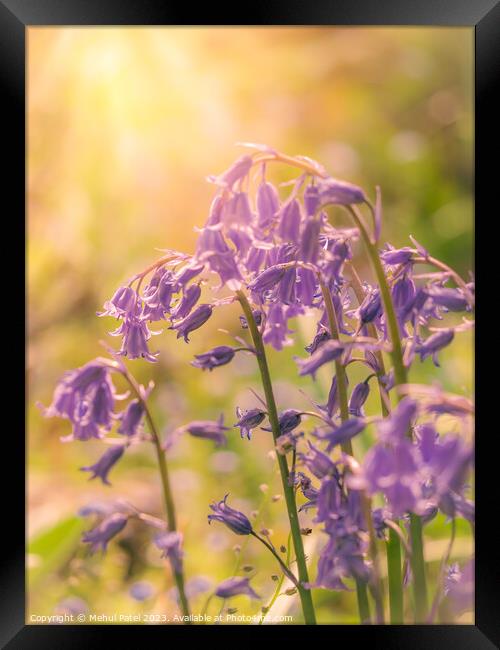 Cluster of Bluebell flowers in spring with warm gl Framed Print by Mehul Patel