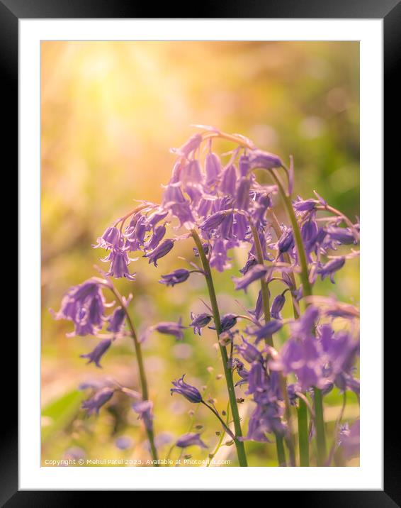 Cluster of Bluebell flowers in spring with warm gl Framed Mounted Print by Mehul Patel