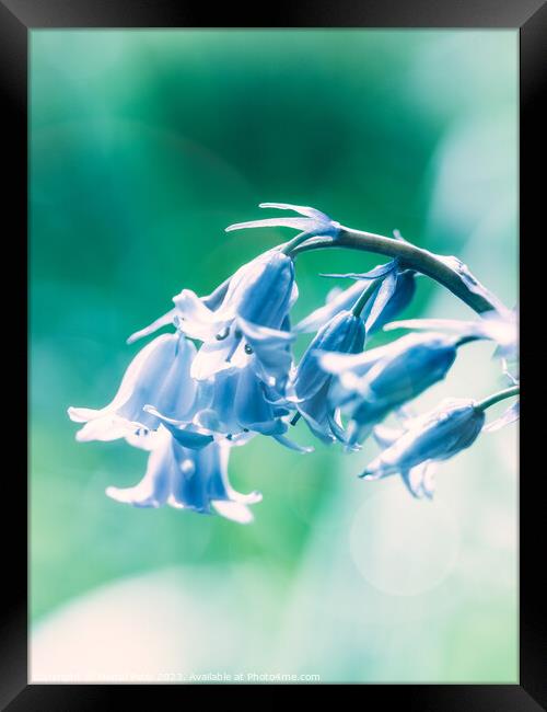 Close up of Bluebell flowers in spring with lens f Framed Print by Mehul Patel