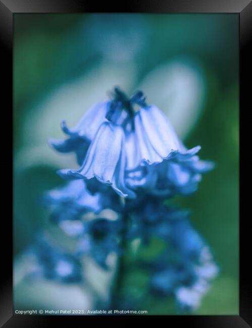 Close up of Bluebell flowers in spring Framed Print by Mehul Patel