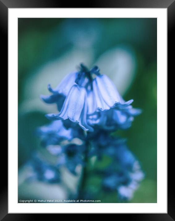 Close up of Bluebell flowers in spring Framed Mounted Print by Mehul Patel