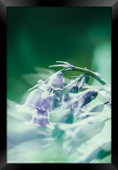 Bluebell flowers in spring Framed Print by Mehul Patel