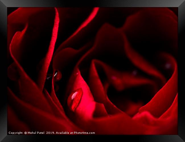 Close-up of water droplets on red rose petals Framed Print by Mehul Patel