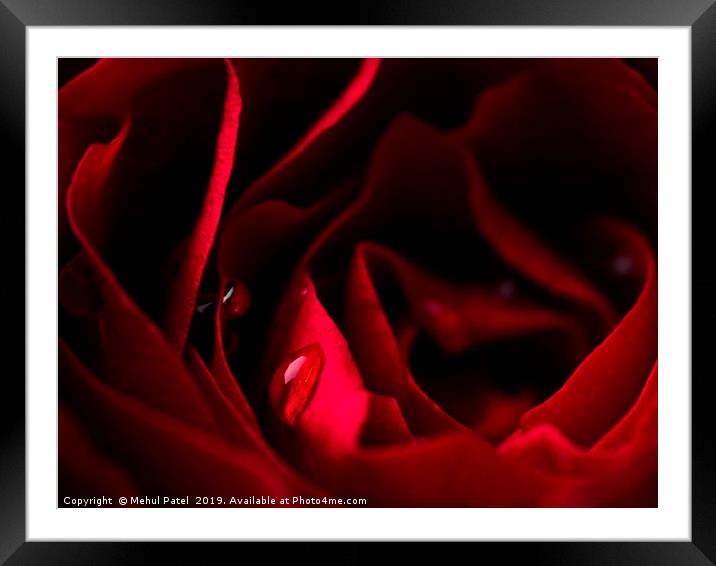 Close-up of water droplets on red rose petals Framed Mounted Print by Mehul Patel