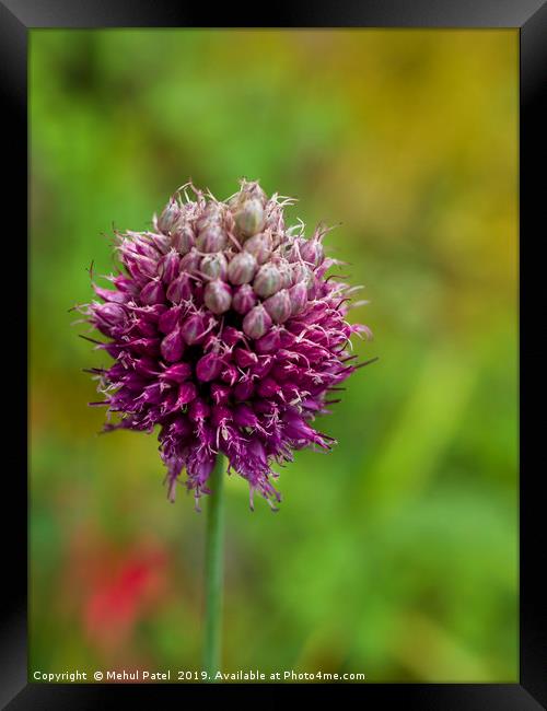 Allium in garden coming to end of its bloom Framed Print by Mehul Patel