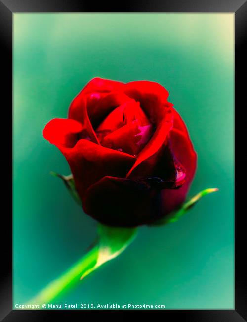Cross-processed image of red rose  Framed Print by Mehul Patel