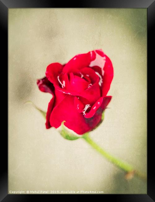Small red rose with water droplets Framed Print by Mehul Patel