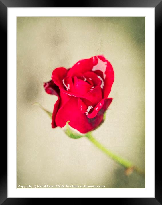 Small red rose with water droplets Framed Mounted Print by Mehul Patel