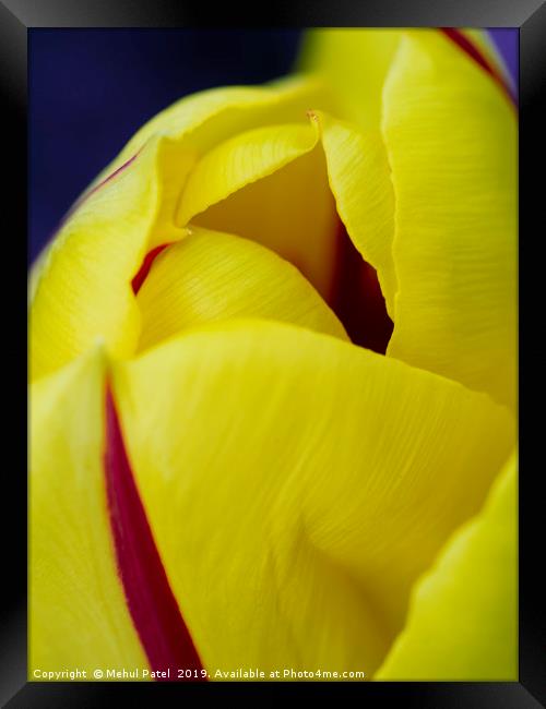 Close up of petals of yellow tulip with red stripe Framed Print by Mehul Patel
