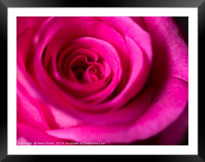 Close up of petals on pink rose  Framed Mounted Print by Mehul Patel