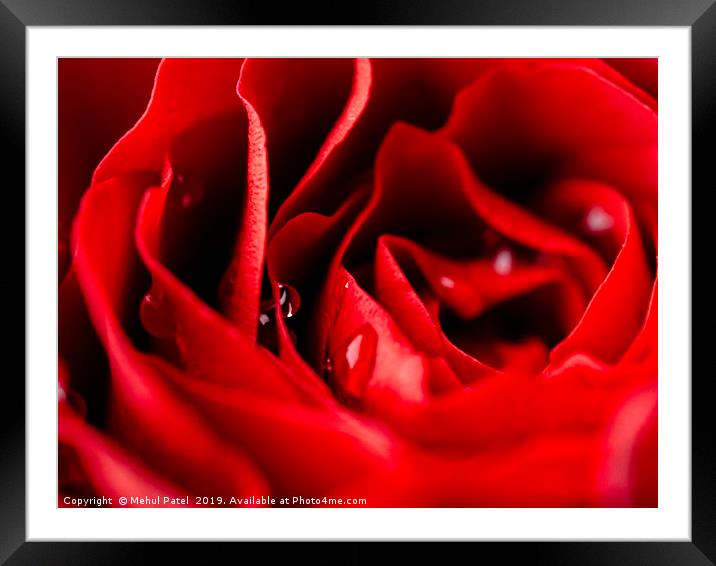 Close up of red rose with water droplets Framed Mounted Print by Mehul Patel