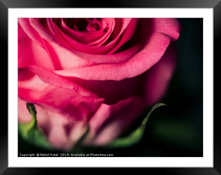 Close up of pink rose - desaturated colour  Framed Mounted Print by Mehul Patel