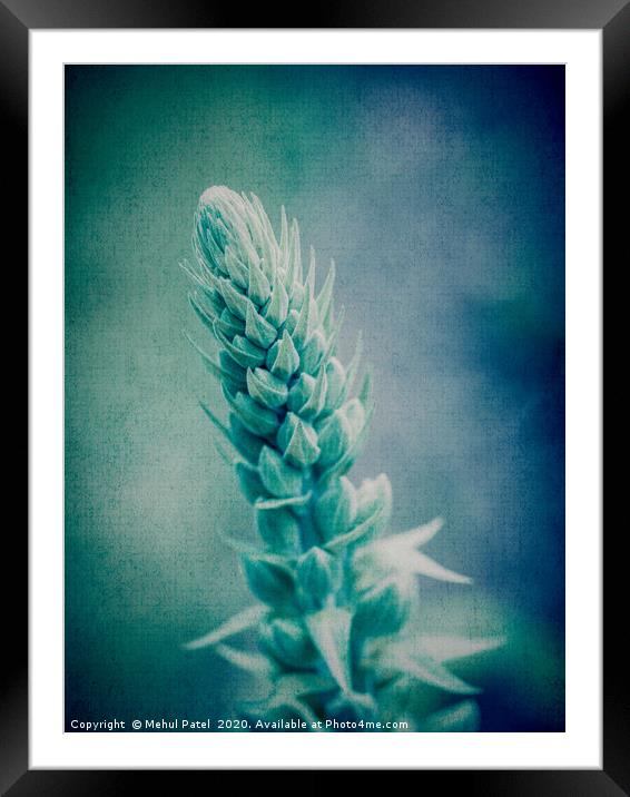 Abstract textured image of top of growing foxglove Framed Mounted Print by Mehul Patel