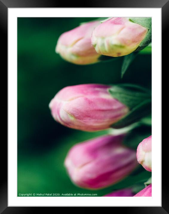 Close up of pink foxglove (digitalis purpurea) about to flower in garden Framed Mounted Print by Mehul Patel