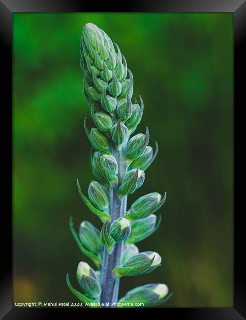 Close up of a blooming foxglove (digitalis) Framed Print by Mehul Patel