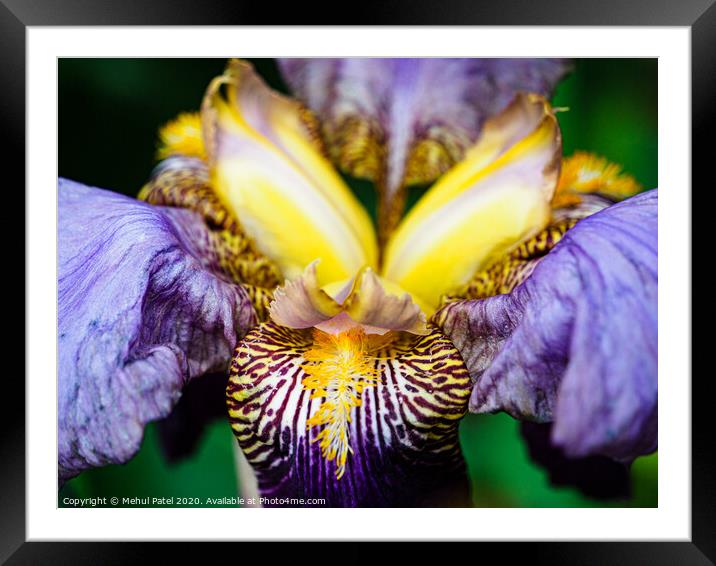 Close up of  bearded Iris 'Alcazar' flower in garden Framed Mounted Print by Mehul Patel