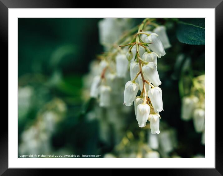 Close up of cluster white bell shaped flowers of pieris ' forest flame' evergreen shrub Framed Mounted Print by Mehul Patel
