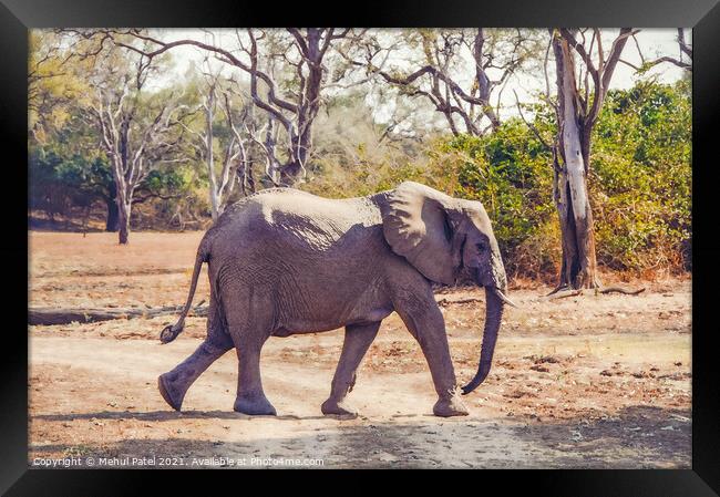 African Elephant walking across a dry track in the Luangwa Valley, South Luangwa National Park, Zambia, Africa Framed Print by Mehul Patel