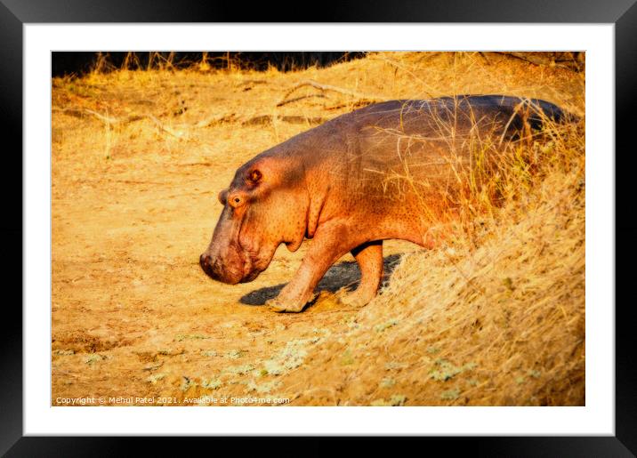 Hippo with blurred background Framed Mounted Print by Mehul Patel