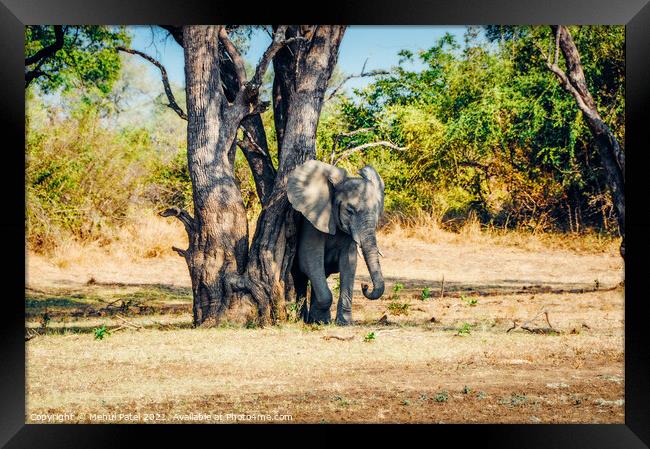 Elephant rubbing its skin against tree in South Luangwa National Park, Zambia, Africa Framed Print by Mehul Patel