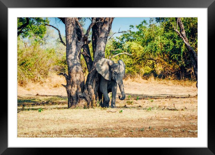 Elephant rubbing its skin against tree in South Luangwa National Park, Zambia, Africa Framed Mounted Print by Mehul Patel