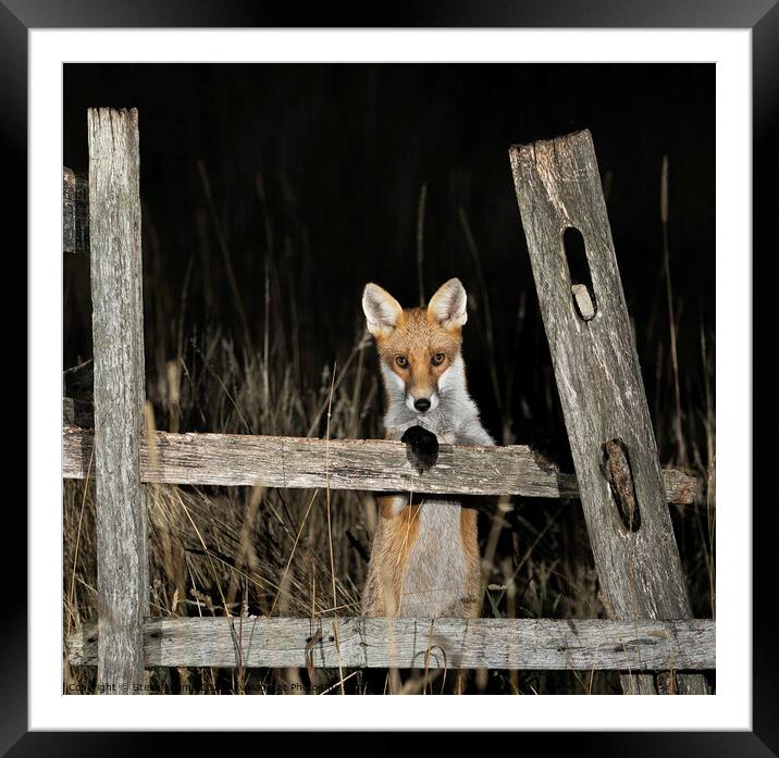 A curious fox Framed Mounted Print by Steve Adams