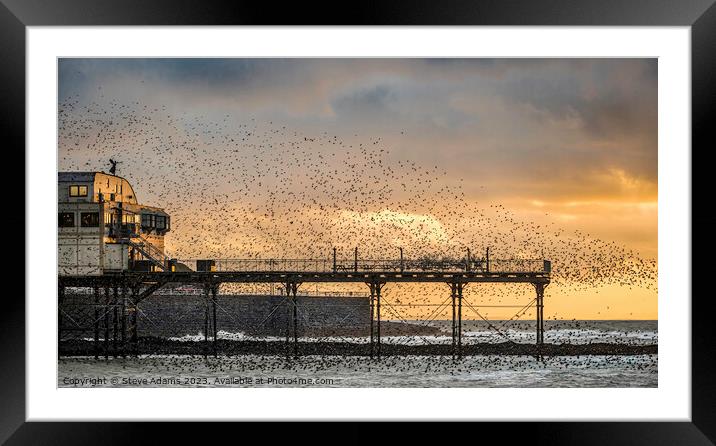 Starling murmuration at sunset, Aberystwyth Framed Mounted Print by Steve Adams