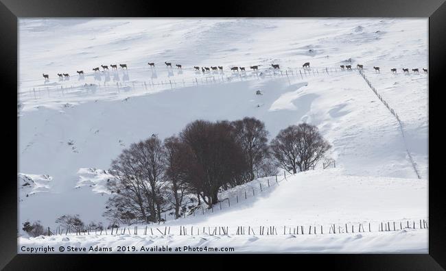 Line of Red Deer, Scotland Framed Print by Steve Adams