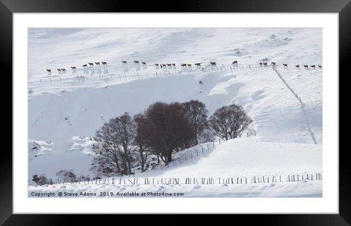 Line of Red Deer, Scotland Framed Mounted Print by Steve Adams